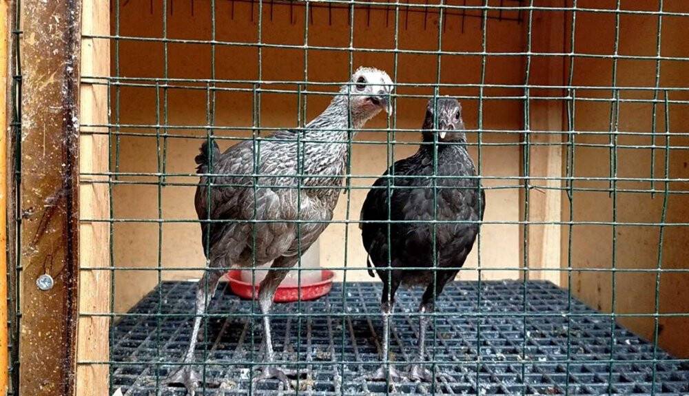 Üniversiteli, hobisini ticarete dönüştürdü taleplere yetişemiyor