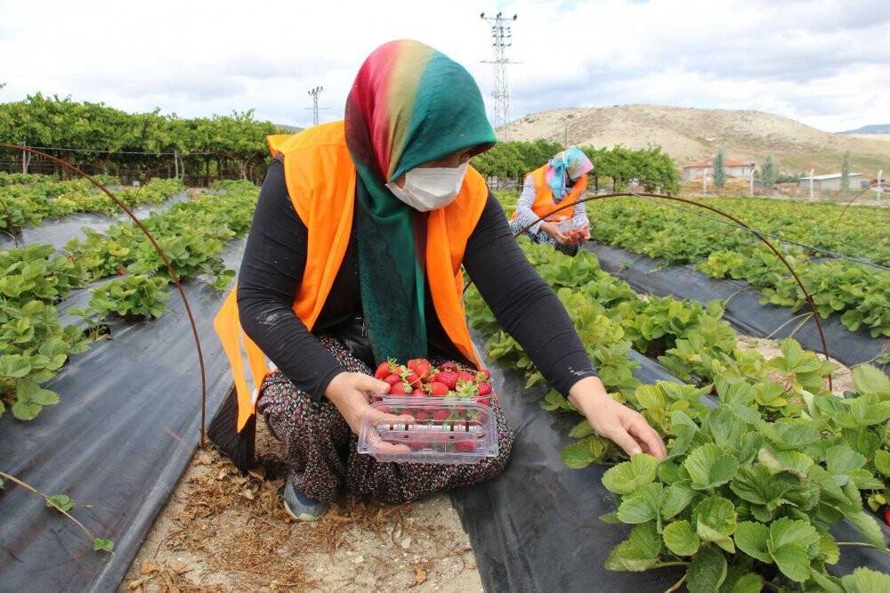 5 yıl önce teşvik için oluşturuldu, şimdi tüm ilçeye yetecek kadar meyve üretiliyor