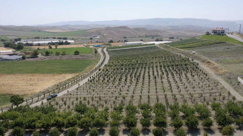 5 yıl önce teşvik için oluşturuldu, şimdi tüm ilçeye yetecek kadar meyve üretiliyor