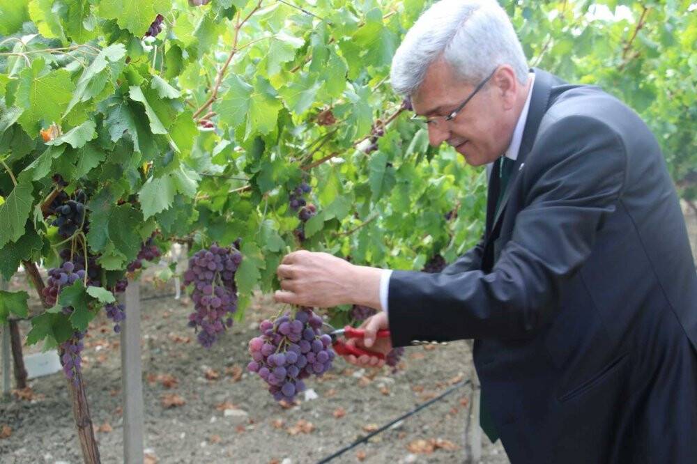 5 yıl önce teşvik için oluşturuldu, şimdi tüm ilçeye yetecek kadar meyve üretiliyor