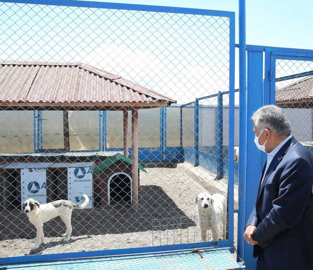 Büyükşehir sokak hayvanlarının yanında