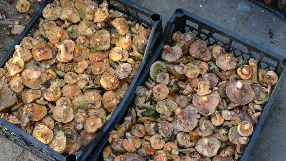 Dağlardan bin bir emekle getiriyorlar, kazancı dudak uçuklatıyor