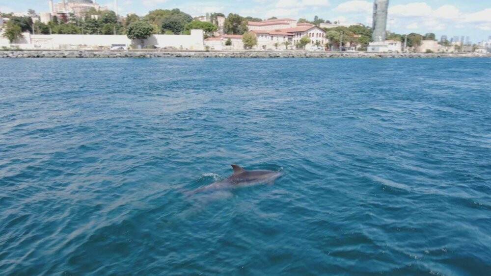 İstanbul’un sevimli misafirleri renkli görüntüler oluşturdu