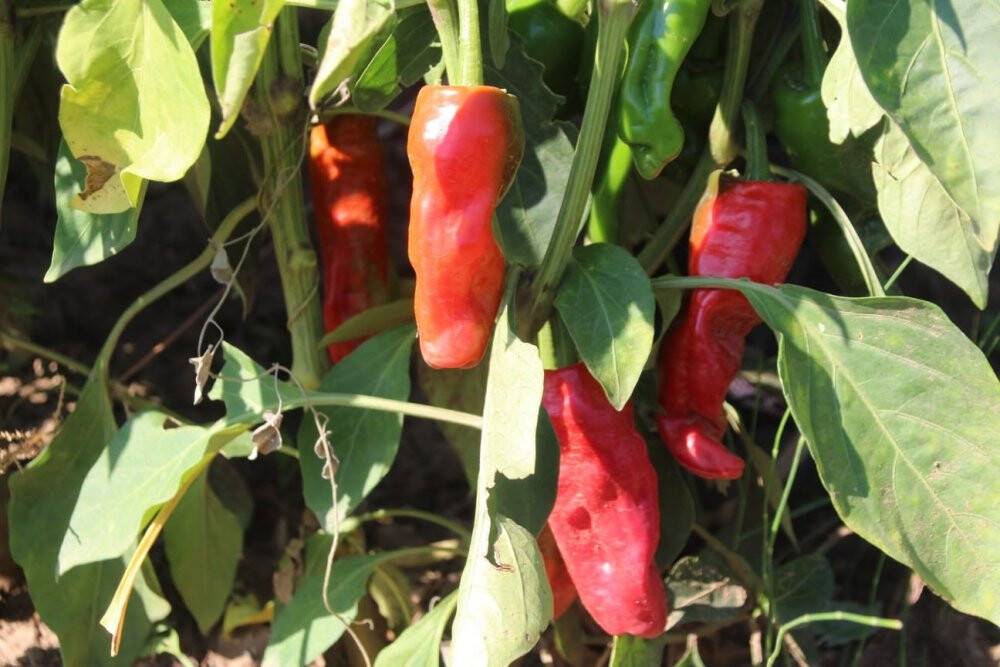 Konyalı muhtar, deneme amaçlı isot biberi yetiştirdi