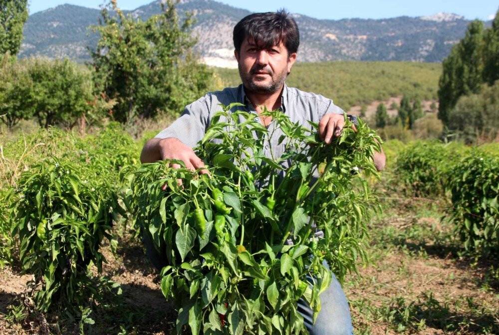 Konyalı muhtar, deneme amaçlı isot biberi yetiştirdi