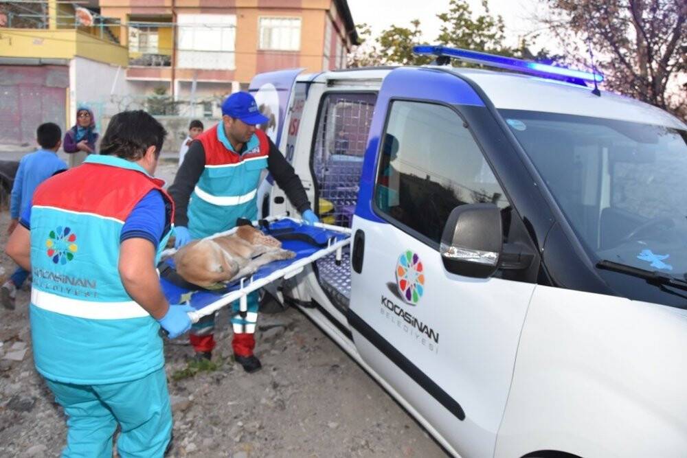 Küçük Dostlar Ambulansı, 4 bin 401 can kurtardı