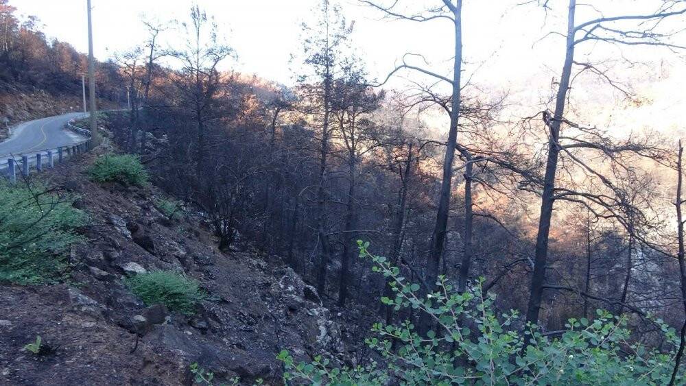 Muğla’da orman yangınları sonrası doğa küllerinden doğuyor