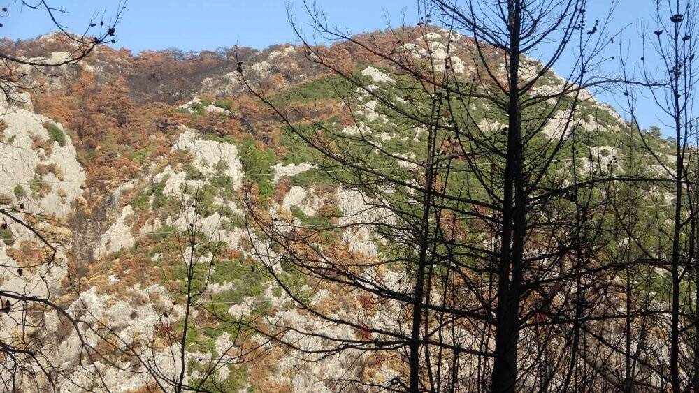 Muğla’da orman yangınları sonrası doğa küllerinden doğuyor