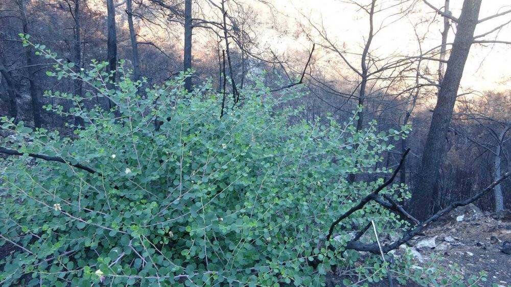 Muğla’da orman yangınları sonrası doğa küllerinden doğuyor