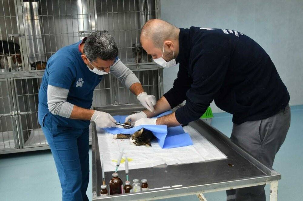 Sahipsiz can dostlar için 15 yeni kabul merkezi oluşturuldu