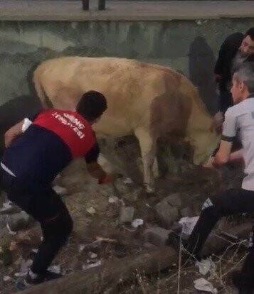 Tellere takılan inek itfaiye erleri tarafından kurtarıldı