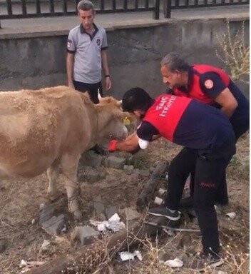 Tellere takılan inek itfaiye erleri tarafından kurtarıldı