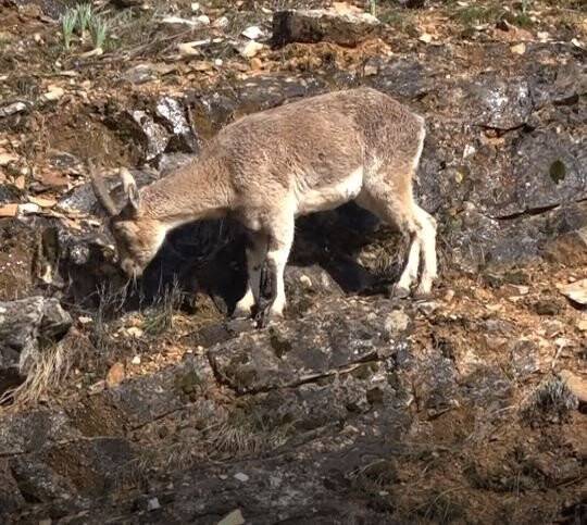 Tunceli’de yaban keçileri görüntülendi