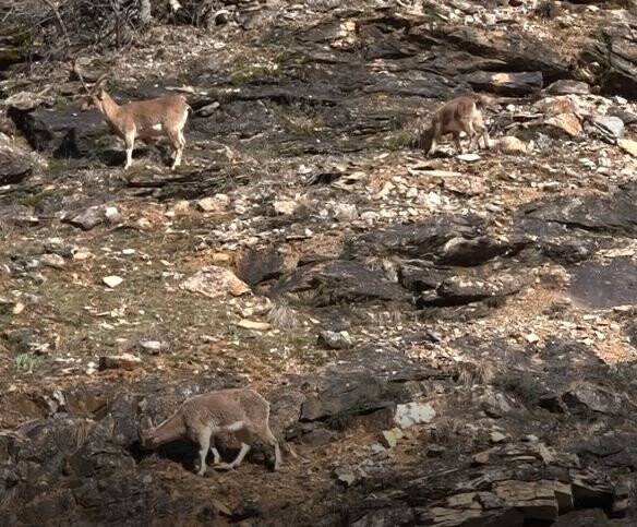 Tunceli’de yaban keçileri görüntülendi
