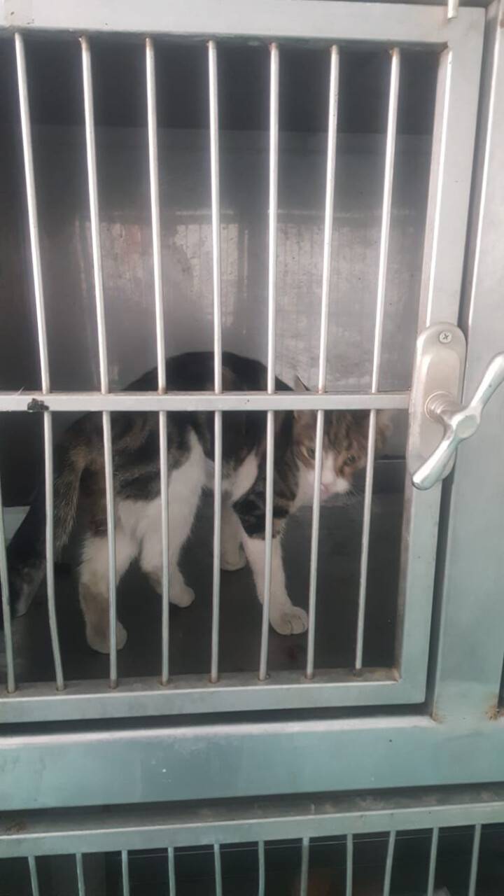 Akşehir Belediyesi yaralı kediye sahip çıktı