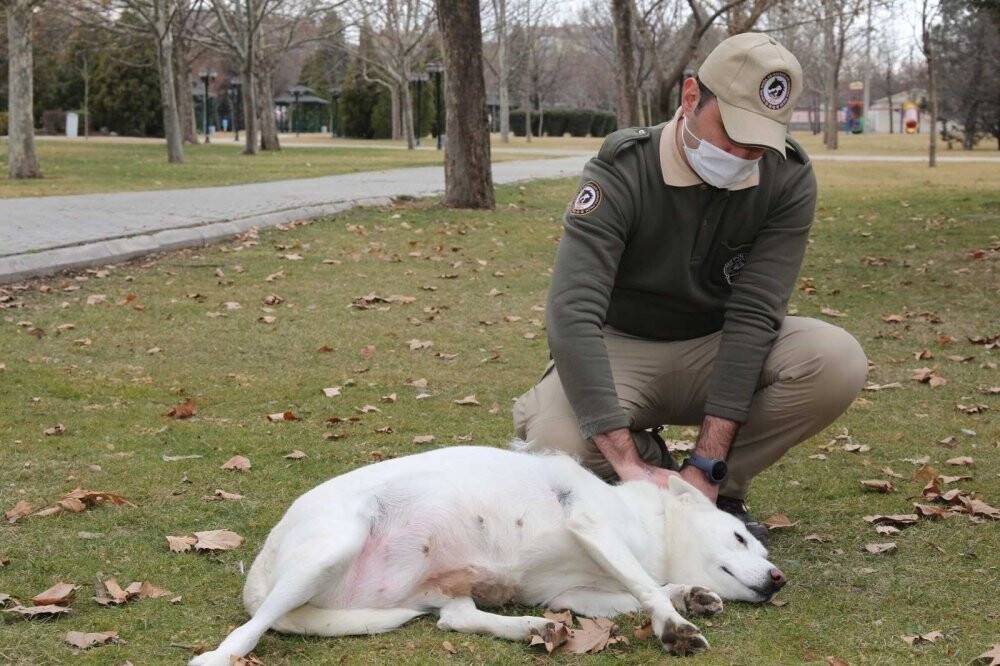 Çevre, Doğa ve Hayvanları Koruma Polisleri “dilsiz canları” yalnız bırakmıyor