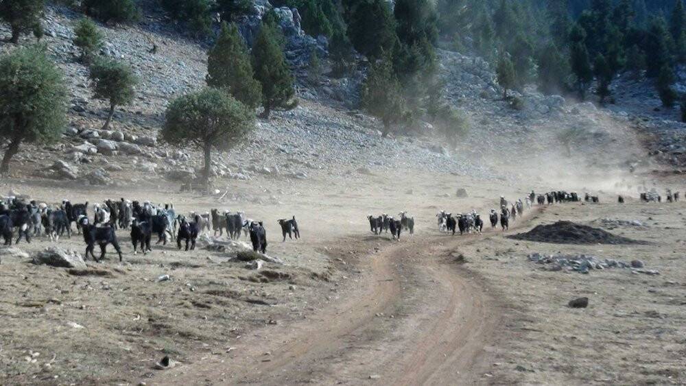 Orman yangınından etkilenen Yörükler otlakiye istiyor