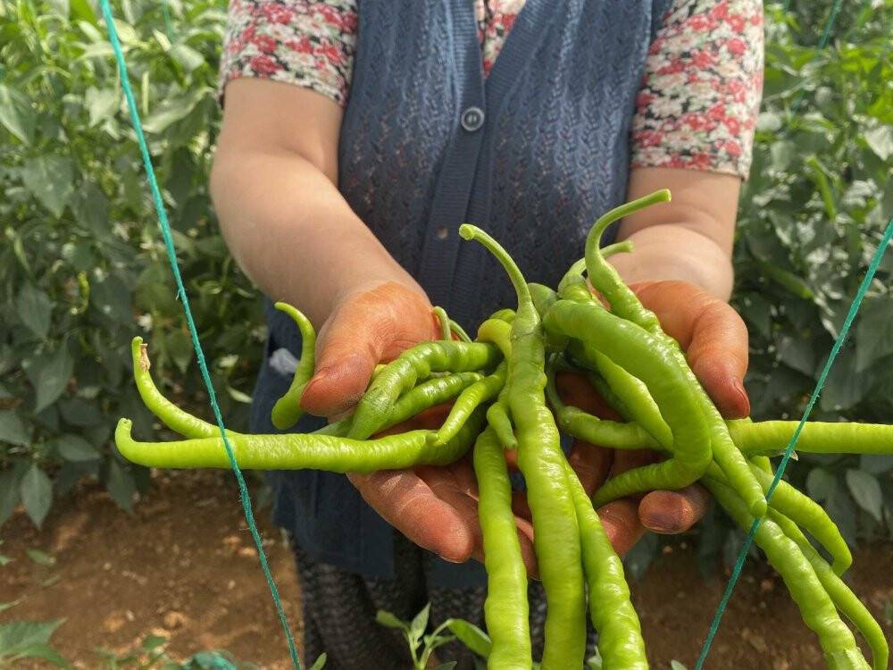 Antalya’da kahvaltılık biber hasadı başladı