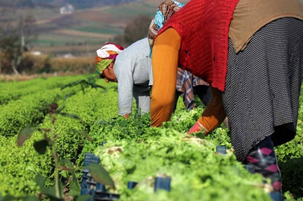 Tarlada 50 kuruş, markette 8 lira