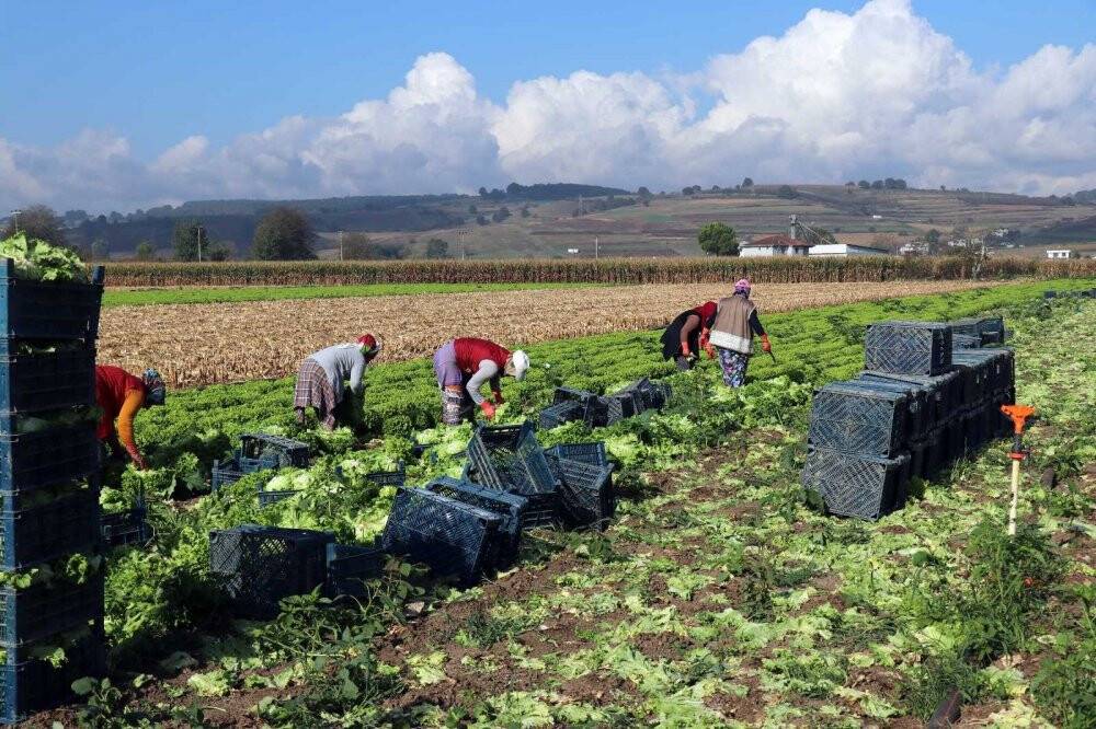 Tarlada 50 kuruş, markette 8 lira