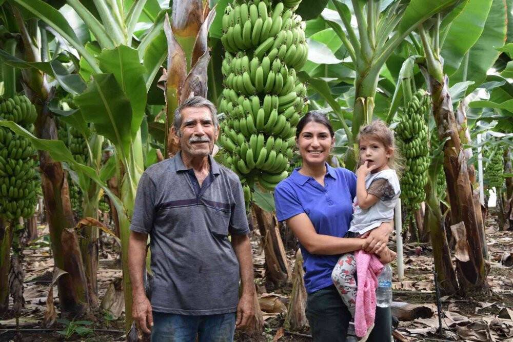 Muz seralarında yeni hasat başladı, rekolte artınca fiyat düştü