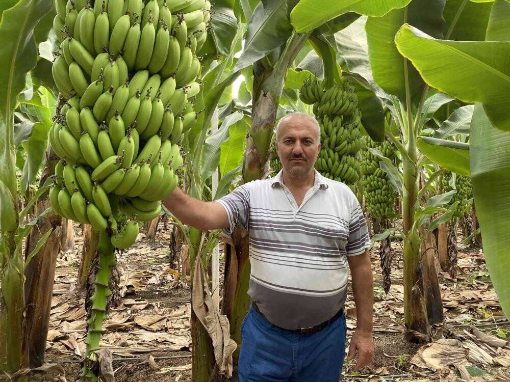 Muz seralarında yeni hasat başladı, rekolte artınca fiyat düştü