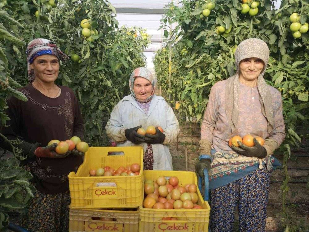 1.6 kiloluk domatesler görenleri şaşırttı