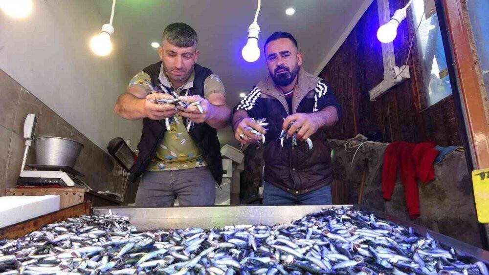 Karadeniz’de istavritten sonra hamsi bereketi