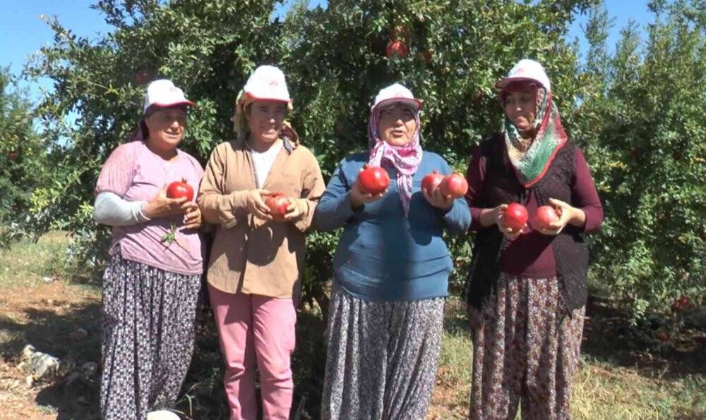 Kırmızı nar cennetinde hasat başladı