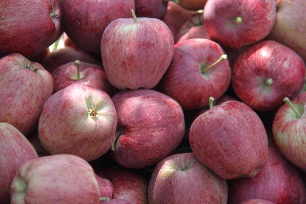 Konya'da Emekli astsubay kurduğu hobi bahçesinde organik elma yetiştiriyor