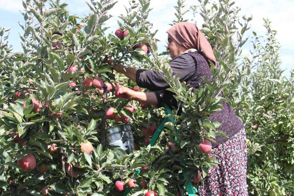Konya'da Emekli astsubay kurduğu hobi bahçesinde organik elma yetiştiriyor