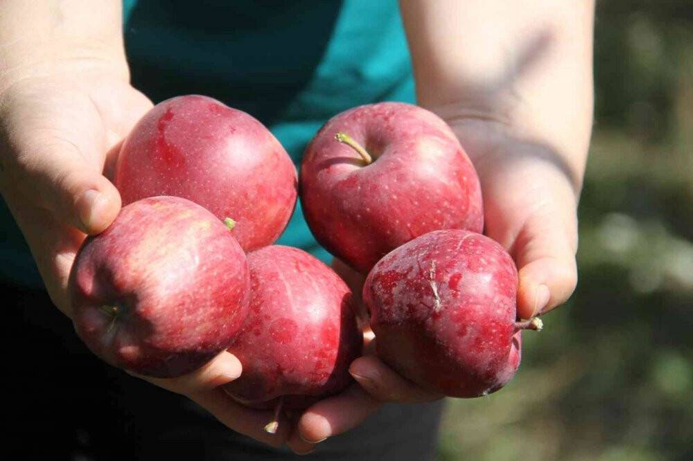 Konya'da Emekli astsubay kurduğu hobi bahçesinde organik elma yetiştiriyor