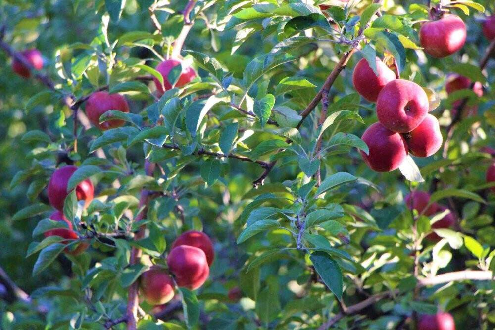 Amasya elmasında rekolte patlaması: Topla topla bitmiyor
