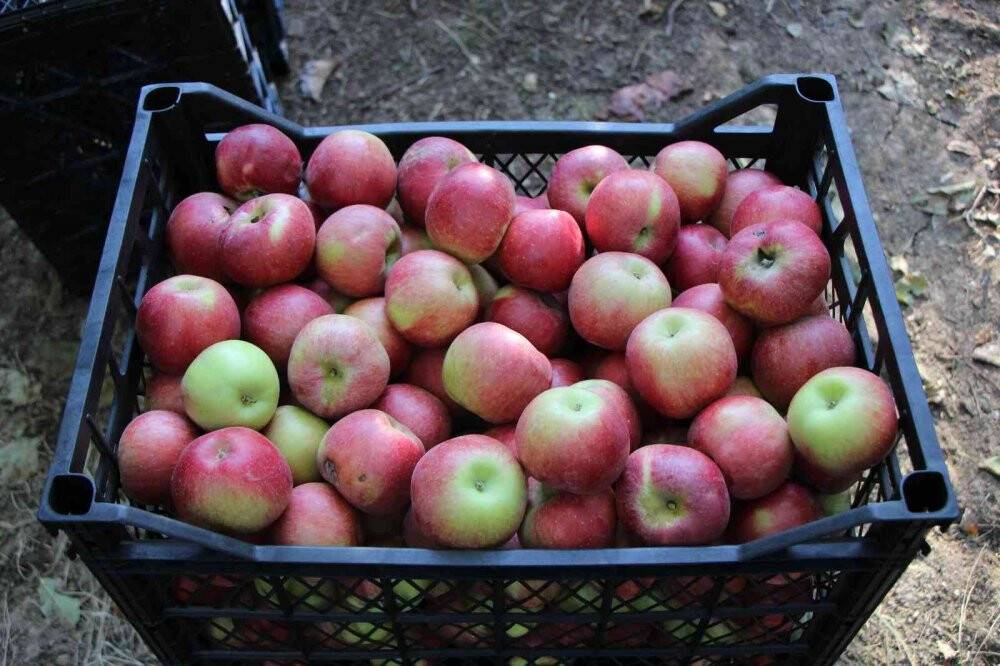Amasya elmasında rekolte patlaması: Topla topla bitmiyor