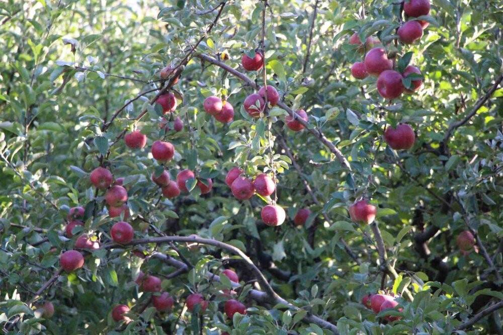 Amasya elmasında rekolte patlaması: Topla topla bitmiyor