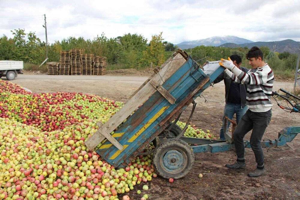 Amasya elmasında rekolte patlaması: Topla topla bitmiyor