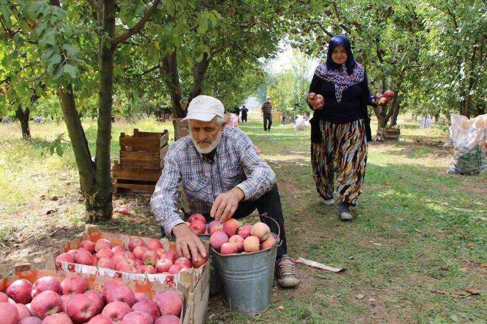 Amasya elmasında rekolte patlaması: Topla topla bitmiyor