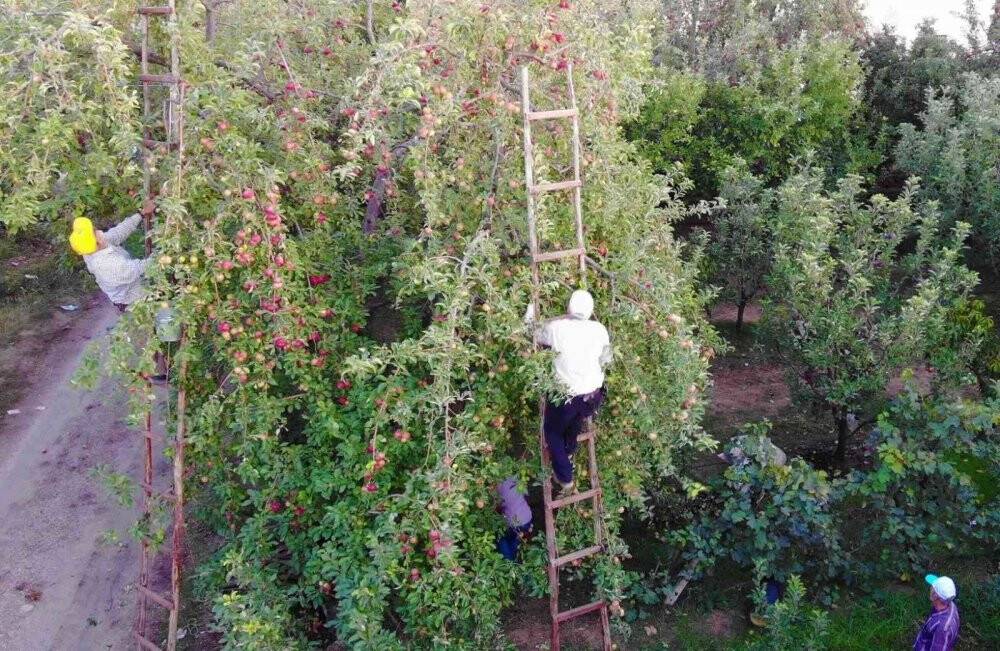Amasya elmasında rekolte patlaması: Topla topla bitmiyor