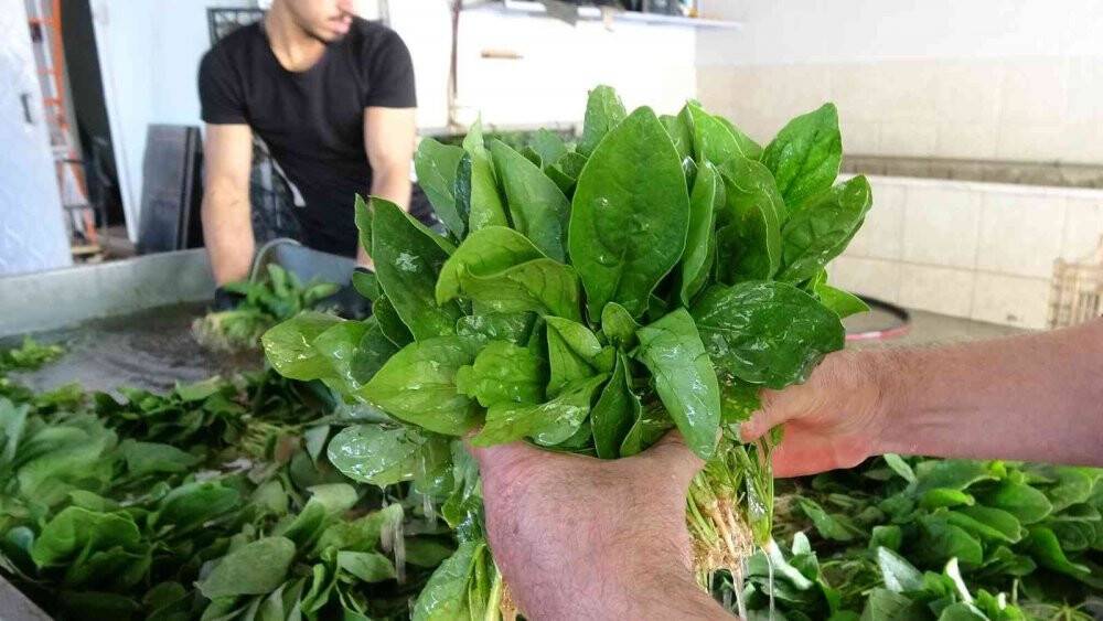 Sonbaharın gözdesi ıspanak tarlada 3.5 liraya yükseldi