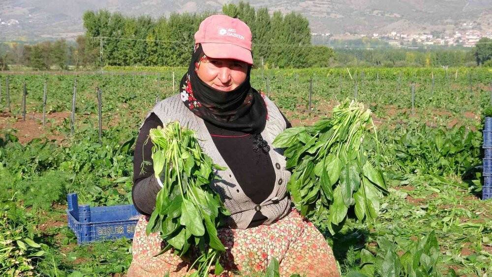 Sonbaharın gözdesi ıspanak tarlada 3.5 liraya yükseldi