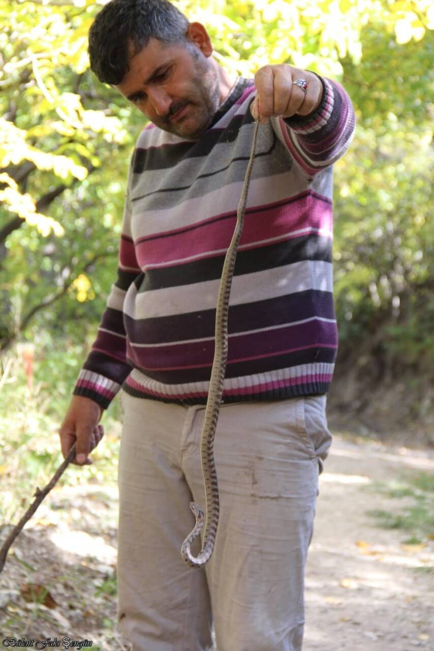 Yolda gördüğü yılanı yakalayıp eline aldı ve oynadı