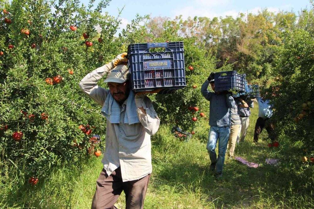 Nar ihracatında hedef bin 200 ton