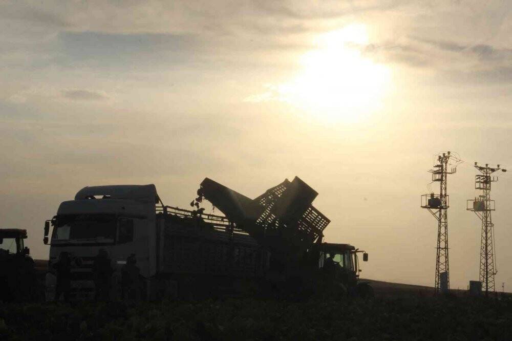 Şeker pancarının üretim üssü Konya’da hasat zamanı