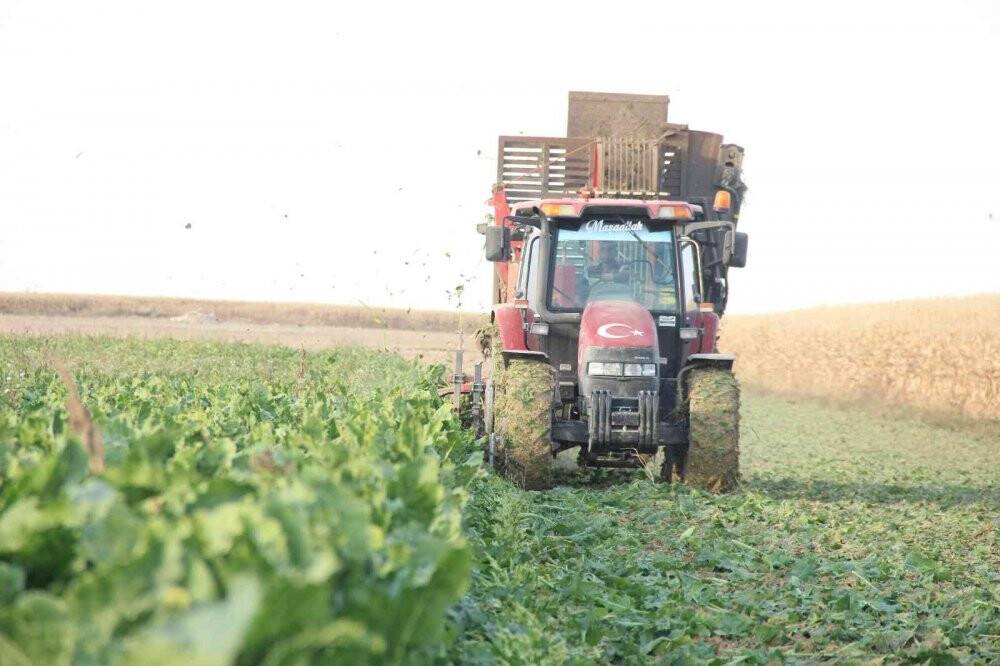 Şeker pancarının üretim üssü Konya’da hasat zamanı