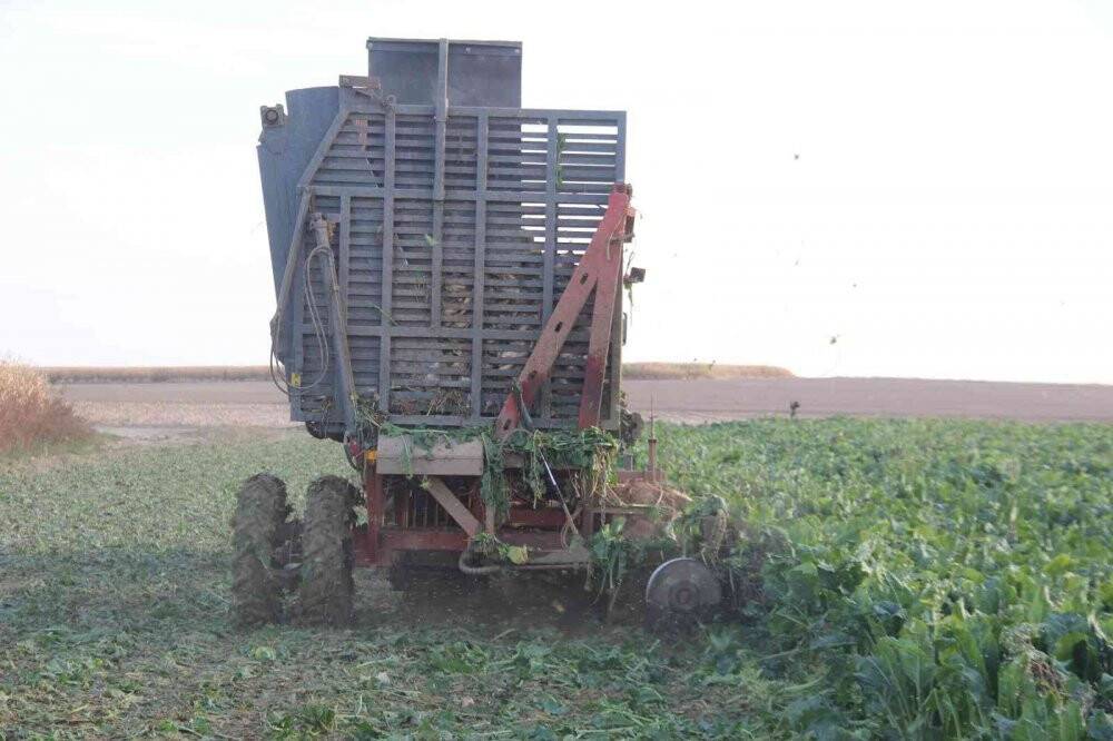 Şeker pancarının üretim üssü Konya’da hasat zamanı