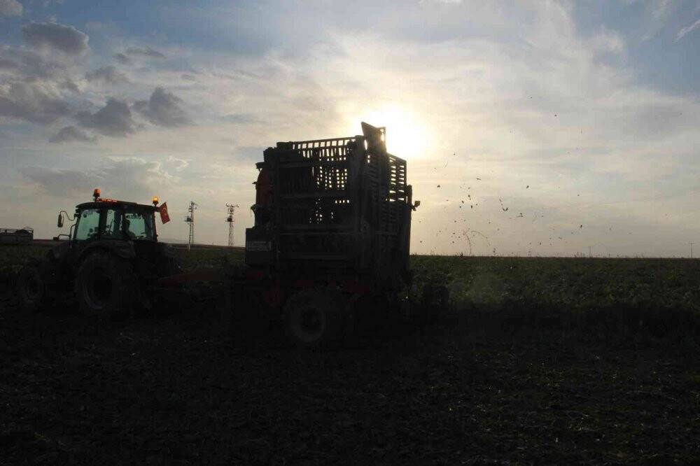 Şeker pancarının üretim üssü Konya’da hasat zamanı