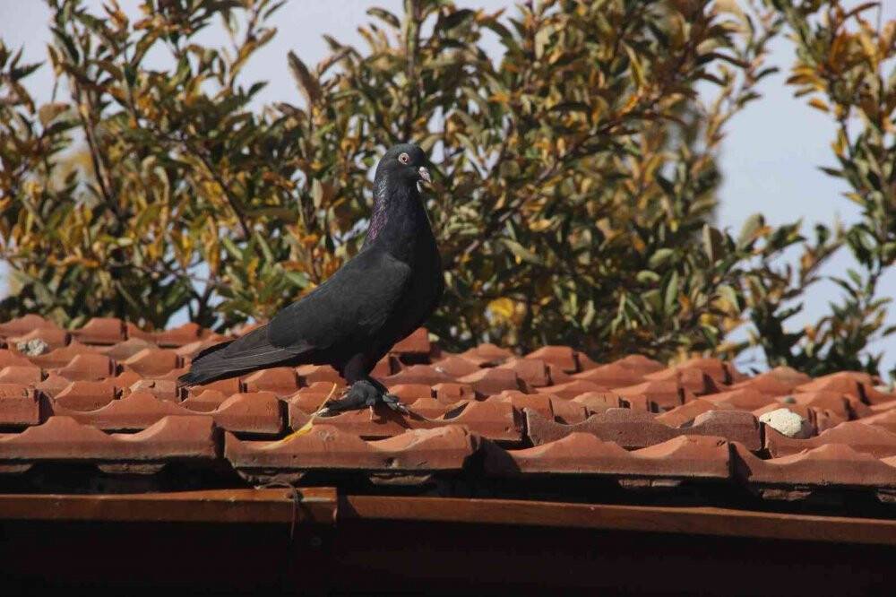 "Evladım" dediği güvercinlerine 50 yıldır bakıyor