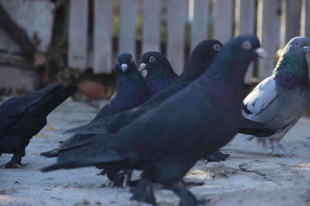 "Evladım" dediği güvercinlerine 50 yıldır bakıyor