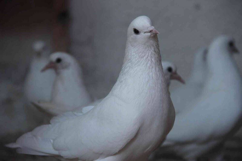 "Evladım" dediği güvercinlerine 50 yıldır bakıyor