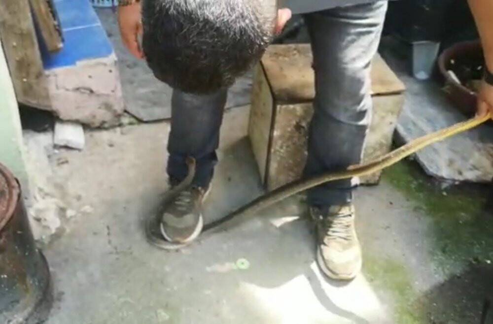 Kış uykusuna yatmayan yılan eve girdi, herkes evi boşalttı